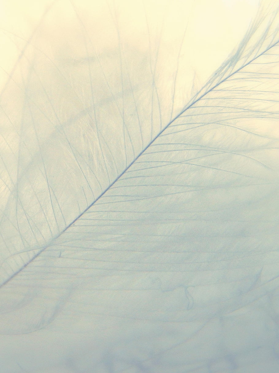 feather, feathers, nature, bird, white
