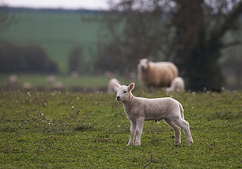 sheep, lamb, animals, livestock, farm, pasture, field, nature, rural, grass, agriculture