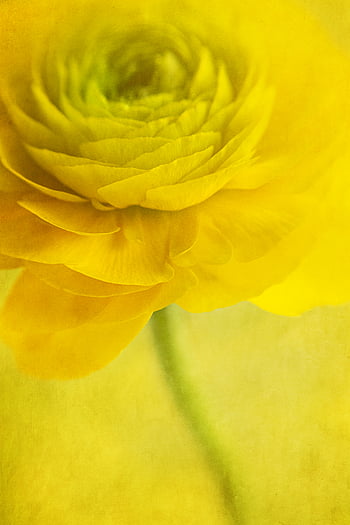 fiore, pittura, sfondo, floreale, astratto, arte, illustrazione, Vintage ▾, olio, colore, natura