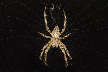 spider, arachnid, spider Web, cobweb, web, orb, weaver, insect, bug, arachnophobia, nature
