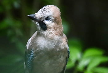 jay, eichelhäher, songbird, garrulus Glandarius, raven, plumage, nature, bird, wildlife