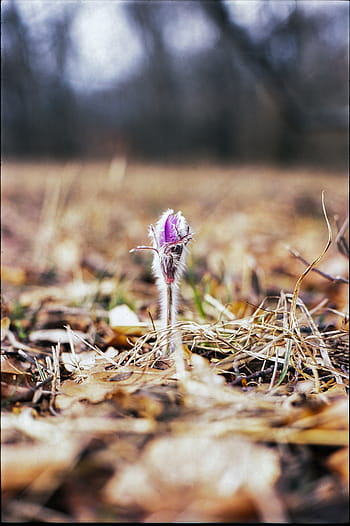 jarní pasqueflower, Pulsatilla vernalis, fialový, květiny, film, skluzavka, minolta, rokkor, agfa, Precisa, Příroda