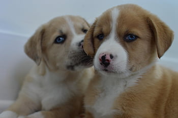 puppy, dog, animal, pet, cute, canine, happy, twins, two Puppies, blue Eyes, friendship