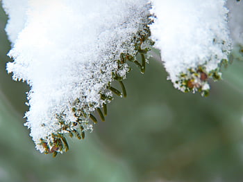 śnieg, zimowy, gałęzie, tło, drzewo, ścieśniać, Boże Narodzenie, las, na wolnym powietrzu, płatki śniegu, igła