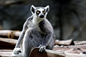 動物、 哺乳類、 自然、 種、 動物相、 野生動物、 キツネザル