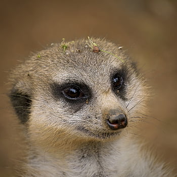 meerkat, däggdjur, natur, djur-, Bra, hår, fauna, söt, nyfiken, närbild