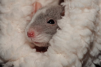color Rat, cozy, comfortable, head, view, cute, dear, rodent, mammal, hand-tame, attentive