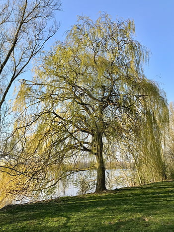 weeping Willow, tree, pasture, nature, park, deciduous Tree, willow Family Landscape, green, branches, spring, elbe