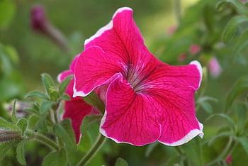 surfinia, 관상용 식물, 컵, campanula 꽃, 빨간 꽃, 깔때기 모양의 꽃, 국화과, 다년생의, 시리얼, 피튜니아, 플로라