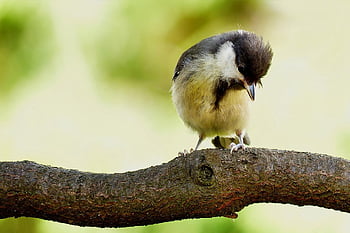 animal, bird, songbird, great Tit, parus Major, young, cute, branch, foraging, nature, attentive