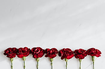 Carnazioni rosse scure, sfondo bianco, composizione minimalista, garofani rossi, superficie di marmo bianco, composizione decorativa, fiori freschi, composizione floreale, Sette garofani, fiori rossi, design minimalista