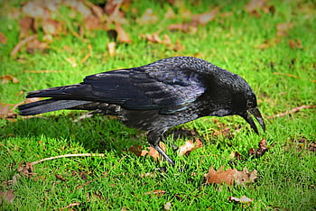 vrána, pták, zvíře, corvidae, Pírko, peří, Příroda, zobák, krmení, klování, tráva