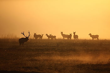 alce, fauna silvestre, toro, manada, amanecer, niebla, paisaje, vacas, naturaleza