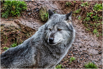 wolf, timberwolf, wolves, watch, view, pet, gray, attentive, furry, dog, carnivores