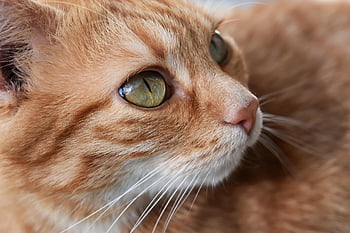 cat, nature, red Mackerel Tabby, domestic Cat, red, kitten, domestic Animal, wildlife, cat Face, animal, pet