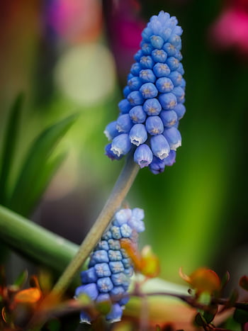 muscari, jácint, szőlő jácint, virágok, gyönyörű virágok, virágzás, virág háttérkép, virágzik, tavaszi, tavaszi ébredés, bezár