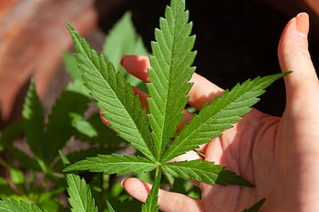 cbd, konopí, ganja, superfood, kanabidiol, olej, plevel, medicína, thc, bylinný, zelená