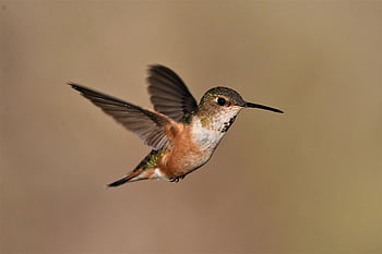 bird, hummingbird, rufus, nature, wildlife, birdwatching, animals, outdoor, avian, brown, wildlifephotography