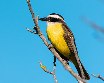 kiskadee, bird, perched, animal, feathers, plumage, beak, bill, bird Watching, ornithology, animal World