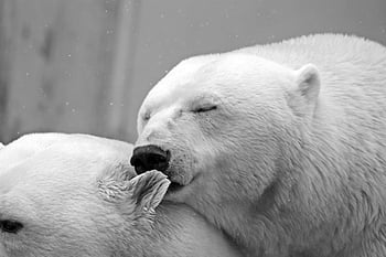 orso polare, avvicinamento, occhi chiusi, bianco e nero, Foto intima, comportamento naturale, fotografia naturalistica, Interazione animale, animali artici, Ritratto di orso, Primo piano della fauna selvatica