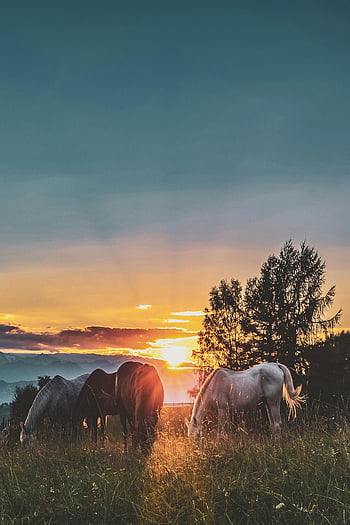 horses, grass fields, tall trees, sunset, peaceful scene, nature lovers, assorted-color horses, grazing horses, field at sunset, rural landscape, natural beauty