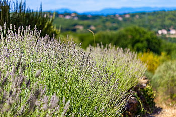 south, france, lavender, landscape, sky, gar, provence, europe, mediterranean, nice, beach