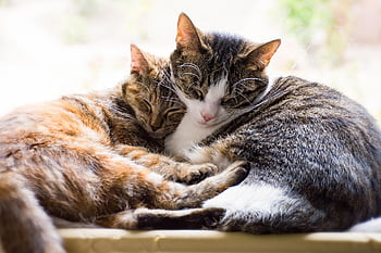 cats, pets, asleep, sleeping, together, resting, affection, cute, sleep, rest, portrait
