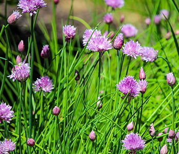 pažitka, bylina, trvalka, jídlo, jedlý, pažitka květy, pažitka květiny, allium schoenoprasum, kulinářské rostliny, zelená rostlina, zelené rostliny