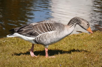 husa, divoký pták, divoká husa, vodní pták, zvíře, drůbež, Příroda, greylag goose, stěhovavých ptáků, voda, peří