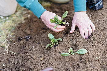 giardinaggio, piantare, piantine, terreno esterno, mani ravvicinate, pianta verde, suolo, contenuti di giardinaggio, giardinaggio all'aperto, piantare piantine, Piantatura delle mani