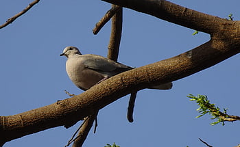 Vogel, Taube, Eurasische Türkentaube, Streptopelia decaocto, Natur, Kragentaube, Ring Taube, Fauna, Tierwelt, Jaipur, Indien