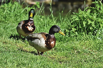 mallardo, anatra, uccello acquatico, uccello di anatra, pollame, natura, drake, uccello, becco, uccello selvatico, piume