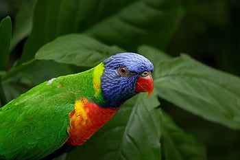 duhový lorikeet, pták, Papoušek, zvíře, fauna, Příroda, volně žijících živočichů, ptačí