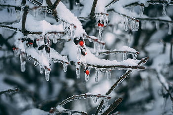 ice on tree branch, red berries, encased in ice, snowy branches, winter scene, close-up, frozen berries, icy branches, winter landscape, ice-covered branches, snow-covered trees