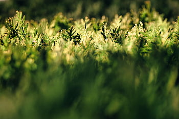 tuja, sövény, kert, természet, fókusz, napfény, thuja sövény, az élet fája, örökzöld