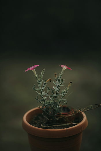 růžový květ okvětní lístek, hnědý hrnec, detailní fotografie, malé růžové květy, hliněný hrnec, svěží zelené listy, hrnkové rostliny, zahradní výzdoba, květinové fotografie, pokojové rostliny, fotografování přírody