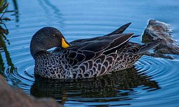 Brown Duck, body of water, serene lake, striking plumage, swimming duck, detailed shot, waterfowl, nature photography, wildlife, lake setting, duck in water