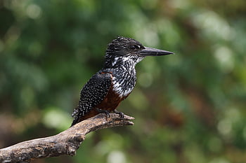gigantische ijsvogel, natuur, ijsvogel, vogel, neergestreken, neergestreken vogel, tak, Afrikaanse vogel, ave, aviaire, vogelkunde
