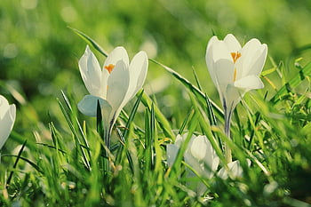 crocus, spring Flower, plant, early Bloomer, petal, nature, grass, springtime, flora, meadow