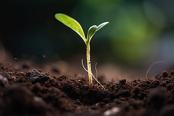piantina, pianta, crescita, inizi, concetto, foglia, natura, sporco, biologico, giardino, nuova vita