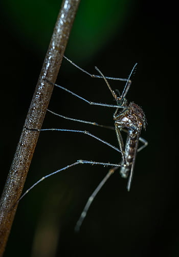 zanzara nera, Foto in primo piano, immagine macro, Dettagli delle zanzare, zanzara a riposo, bastone, fotografia di insetti, primo piano della natura, Insetto dettagliato, macrofotografia, insetto nero