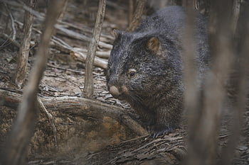 common Wombat, wombat, animal, marsupial, vombatus Ursinus, bare-nosed Wombat, mammal, herbivore, wildlife, nature, wild