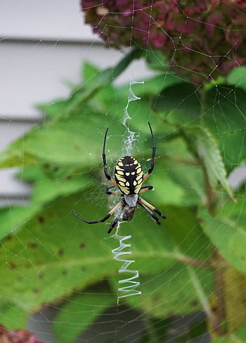spider, web, insect, green Web