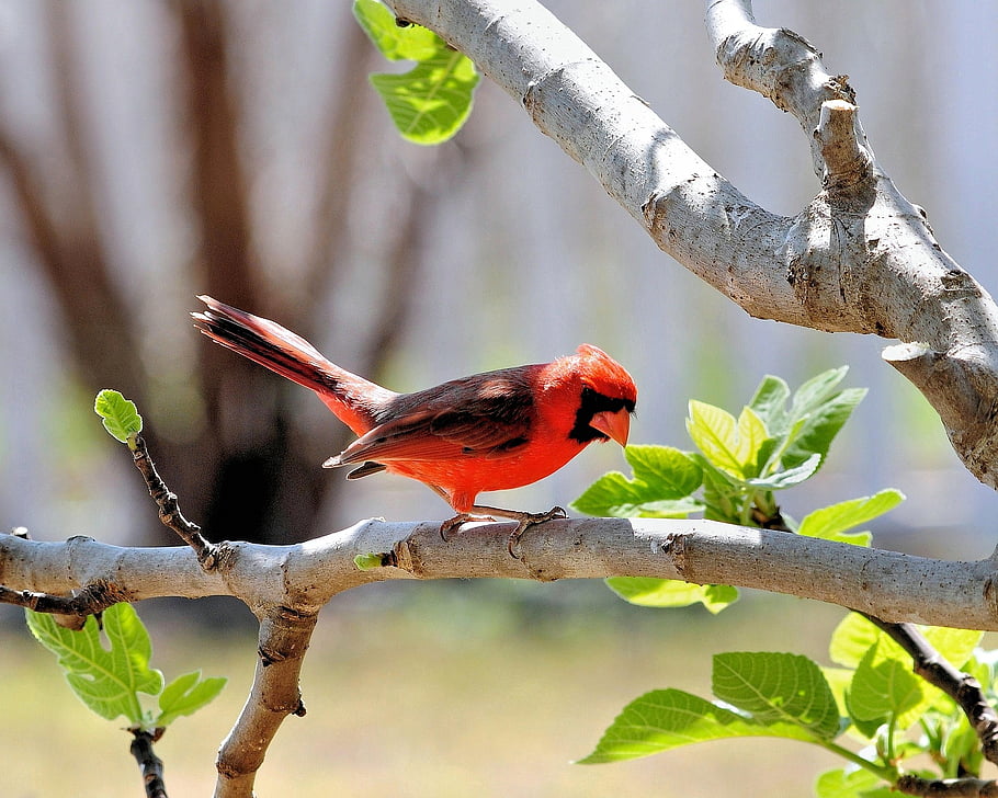 bird, cardinal, outdoors, wildlife, nature