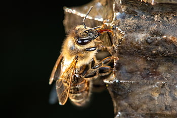 včela, včela západní, Evropská včela medonosná, Carniolan Honey Bee, apis mellifera, úl, včelín, hmyz, včelařství, Příroda, makro