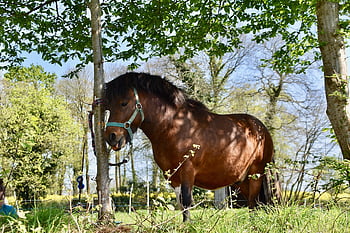 pony, shetland Pony, equines, ponies Gecko, nature, complicity, mammal, mane, animal, horse Riding, equine