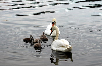 angsa, cygnets, keluarga, burung air, air, bulu burung, berenang, angsa putih, alam