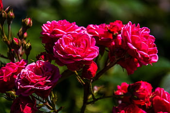 Rosen, rosa Rosen, pinke Blumen, Garten, Natur, Blüten, Flora