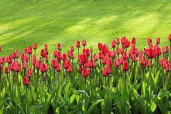 červené tulipány, zelená tráva, jaro, Kvetoucí tulipány, čerstvá zahrada, jasně červená, Tulipán pole, jarní květiny, venkovní zahrádka, Přírodní krásy, zářivé barvy
