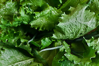 lettuce, crisp lettuce, vibrant green, salad ingredient, healthy meals, fresh lettuce, green leaves, leafy greens, salad greens, healthy eating, fresh produce